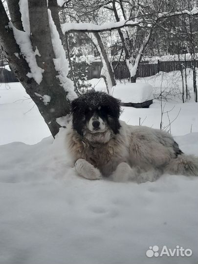 Отдам бесплатно