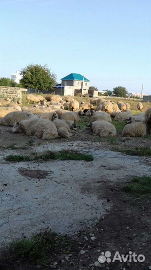 Баран кочкар