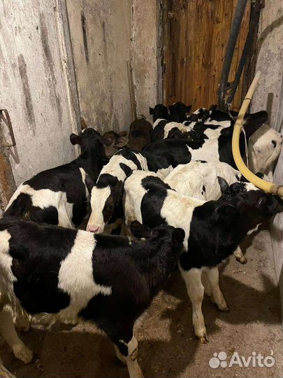 Холмогоры Бычки и Тёлки