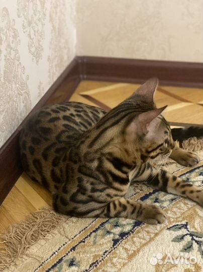 Бенгальский кот вязка