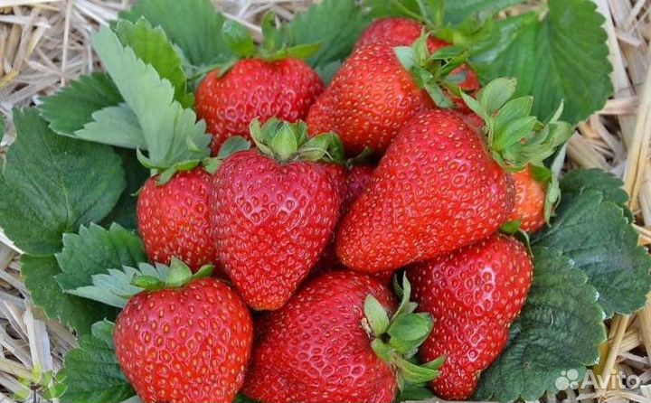 Виктория сорт альбион, Азия,Сирия