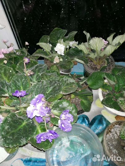Пеперомия, фиалка разных цветов
