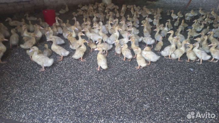 Утята стар 53