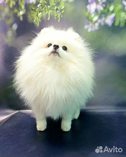 Померанский шпиц мини