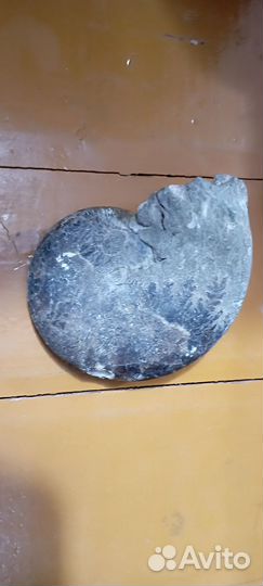 Окаменелый аммонит