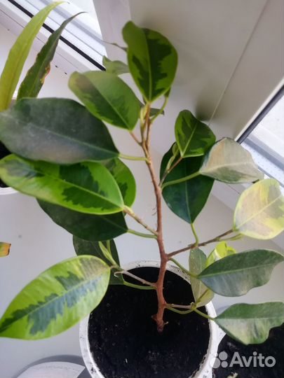 Комнатные цветы