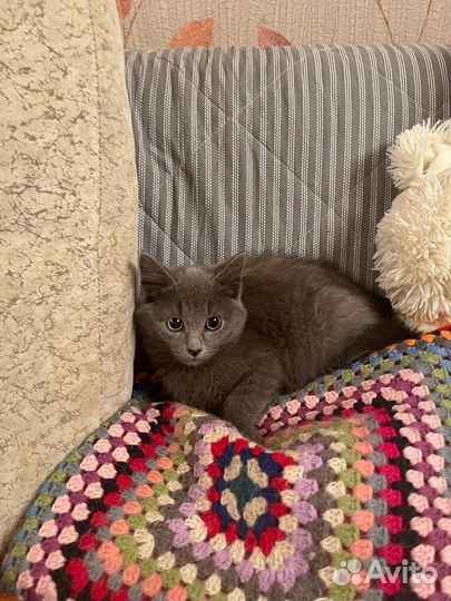 Отдам котенка