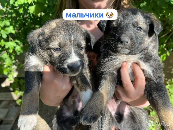 Собака в добрые руки отдам бесплатно