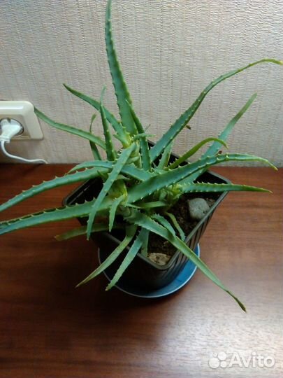 Алоэ лечебный (Столетник)