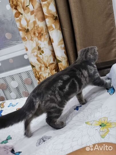 Шотландский кот