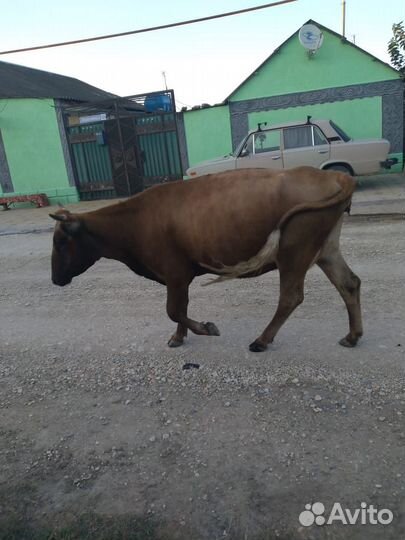 Корова с телёнком