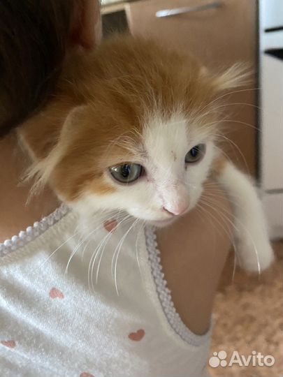 Котенок вислоухий