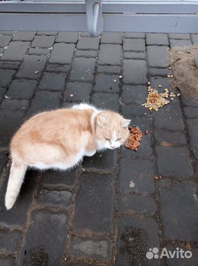 Кошечка ищет дом