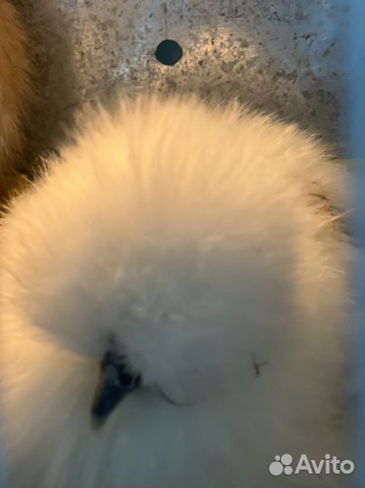 Продам инкубационное Яйцо и петуха шелкового