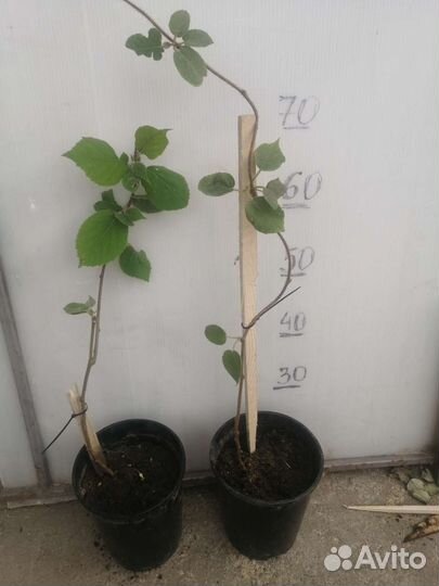 Саженцы киви