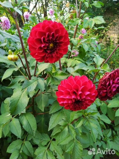 Георгины клубни