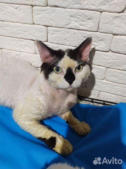 Девон-рекс в добрые руки