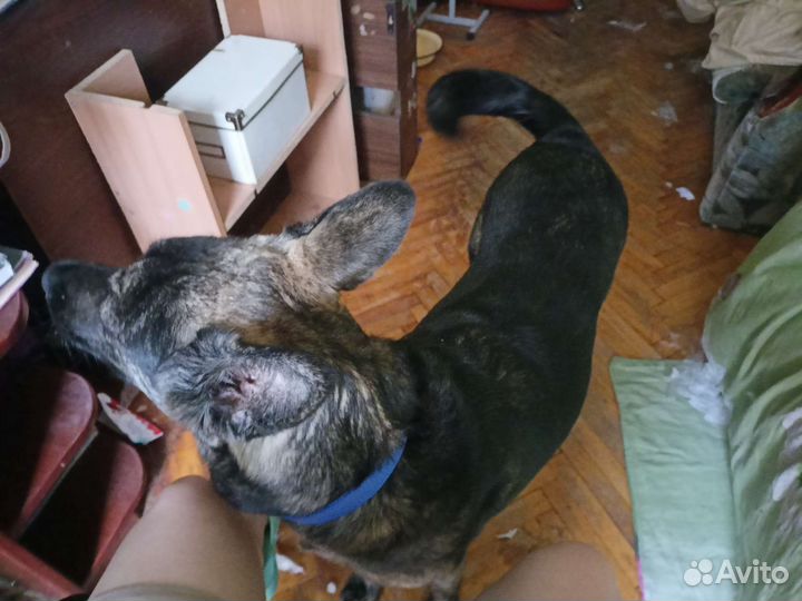 Английский той-терьер