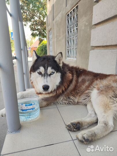 Найден хаски мальчик