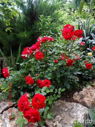 Миниатюрная роза Мейди