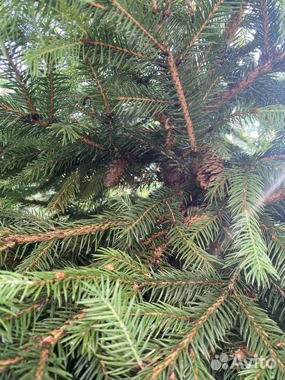 Ель живая