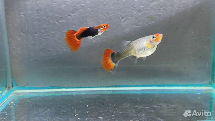Аквариумные рыбки