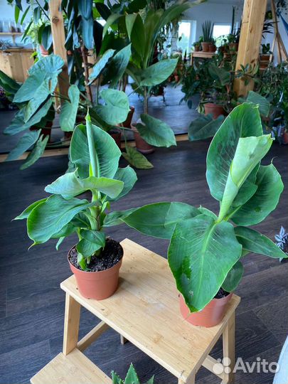 Банановая пальма