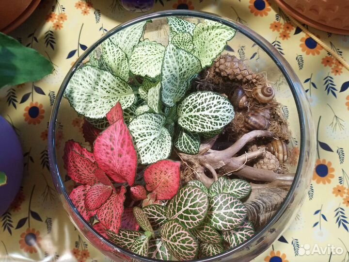 Флорариум с фиттониями