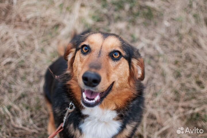 Небольшая собачка в хорошие руки