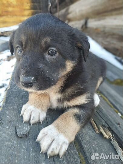 Красивые щенки