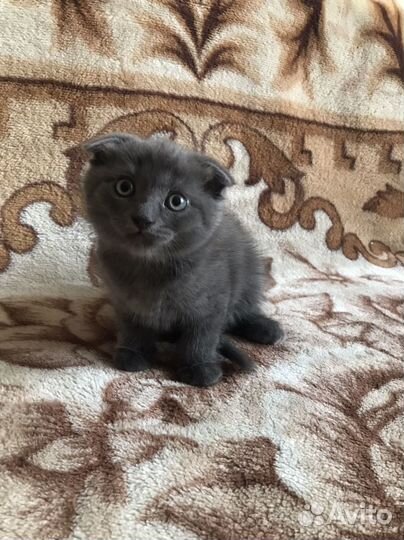 Британские котята
