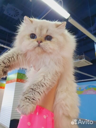 Кошки в дар