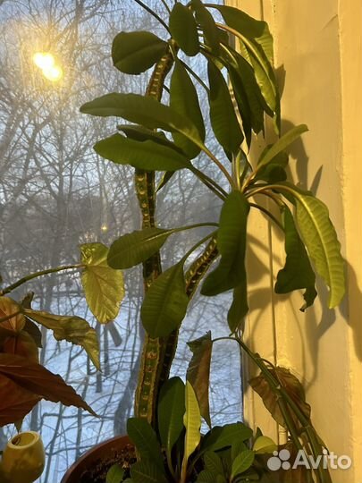 Комнатное растение