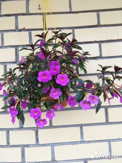 Ахименес, ризомы Vivid