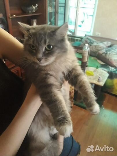 Потерялась кошка