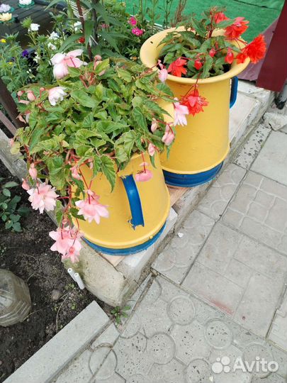 Бегония ампельная