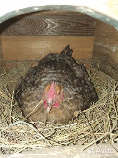 Куры несушки