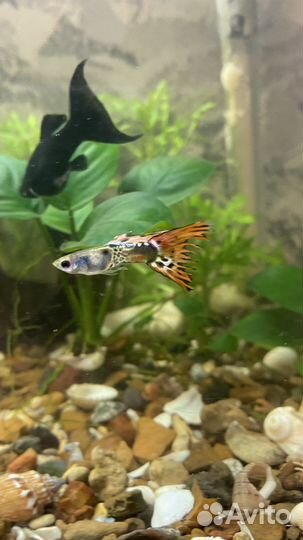Аквариумные рыбки гуппи