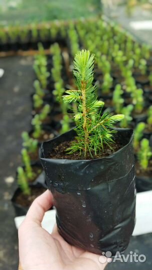 Голубая ель