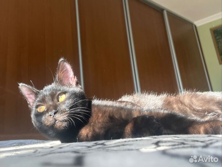 Кошка подросток