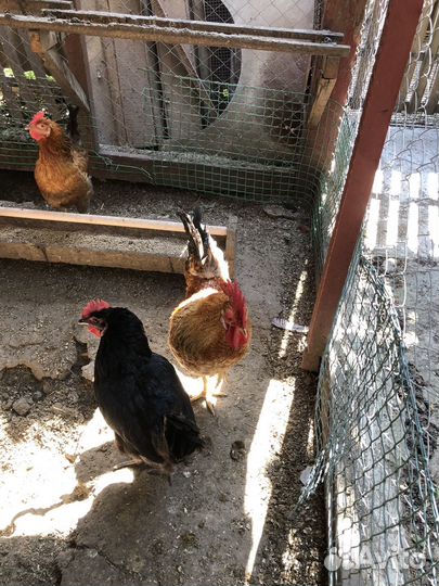 Молодые петухи