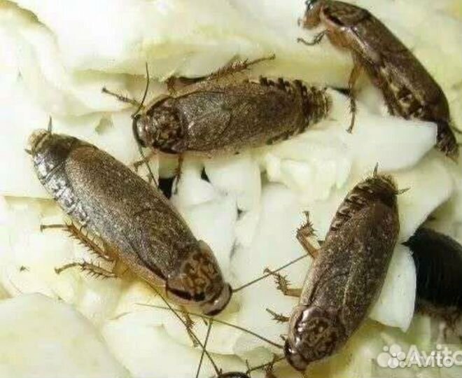 Сверчки разные, мучной червь, кормовые тараканы