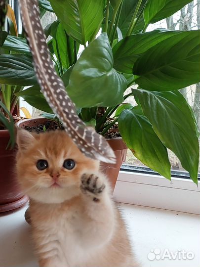 Котёнок