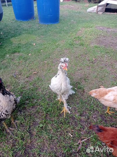 Молодые петухи