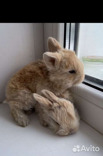 Карликовые декоративные кролики mini