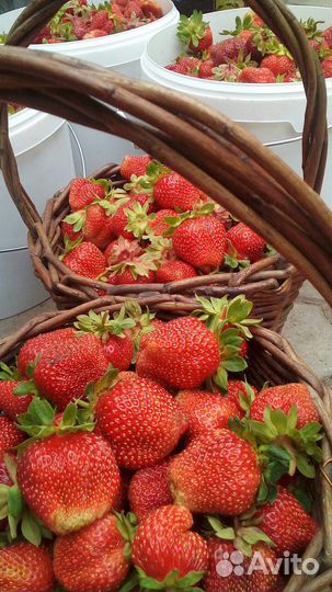 Клубника рассада