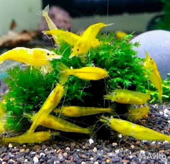 Желтый неон, Блю дрим, red fire