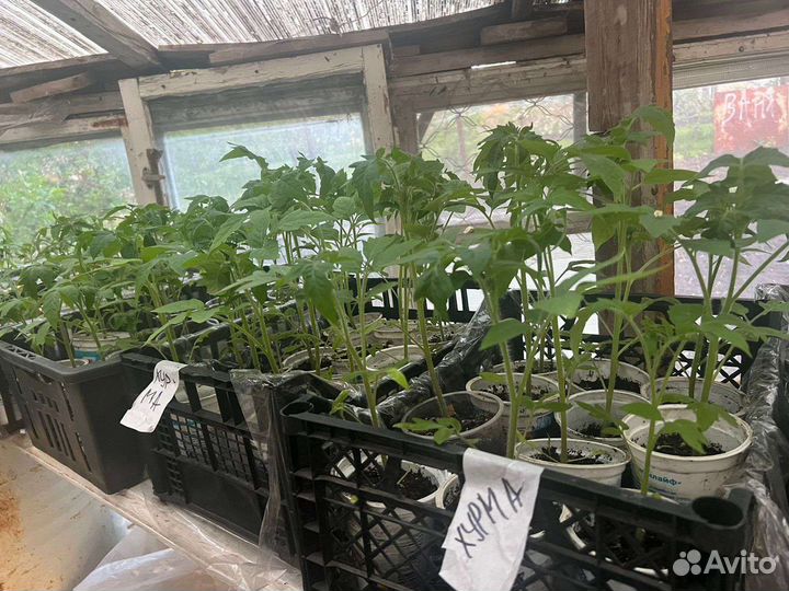 Рассада. Томаты, Хурма, Чёрная магия, Чёрный барон