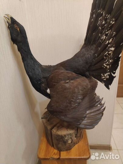 Чучело глухаря