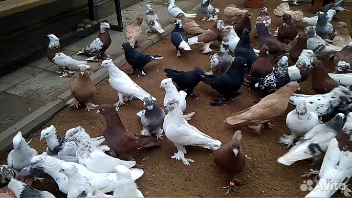 Продам домашних голубей
